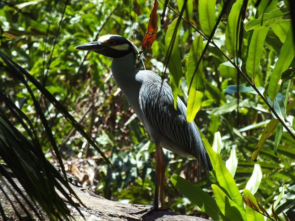 Cabinas Caribe Luna Cahuita Dış mekan fotoğraf