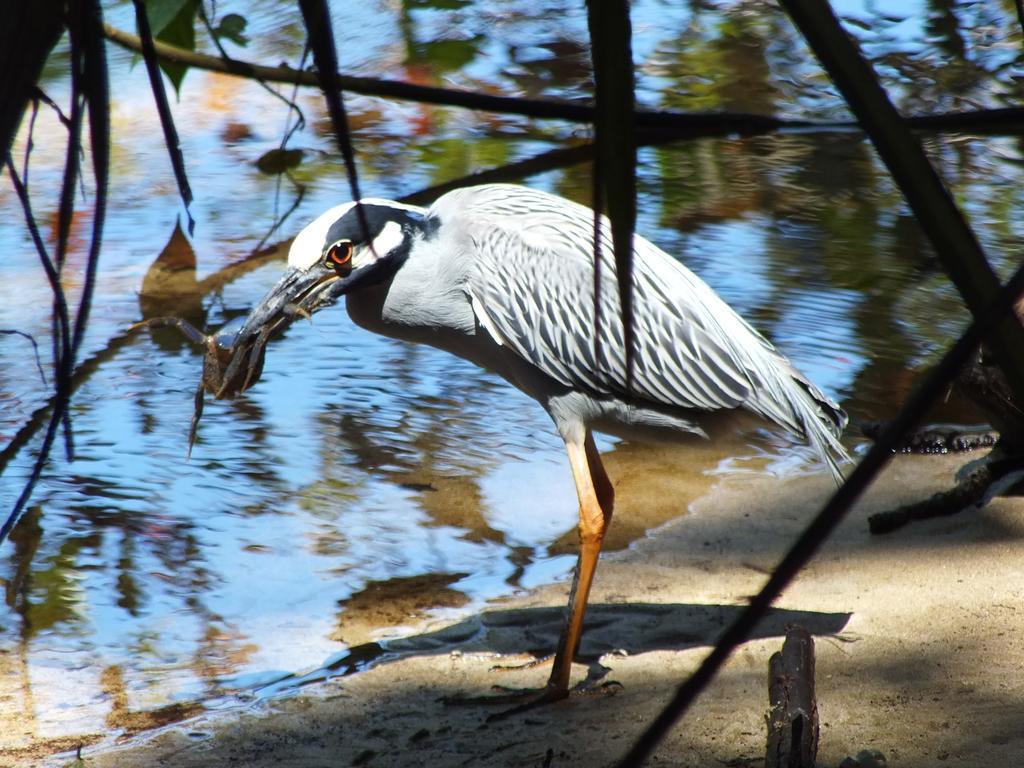 Cabinas Caribe Luna Cahuita Dış mekan fotoğraf
