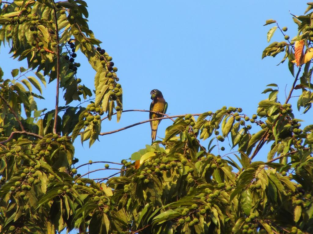 Cabinas Caribe Luna Cahuita Dış mekan fotoğraf