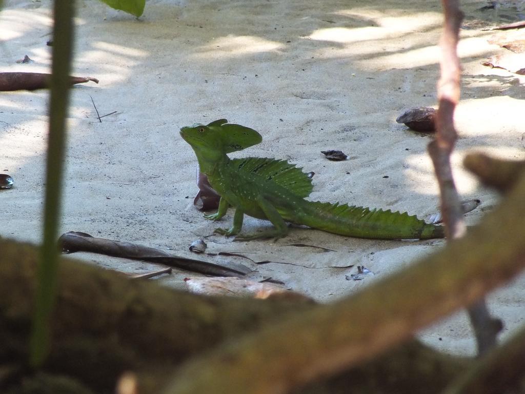 Cabinas Caribe Luna Cahuita Dış mekan fotoğraf