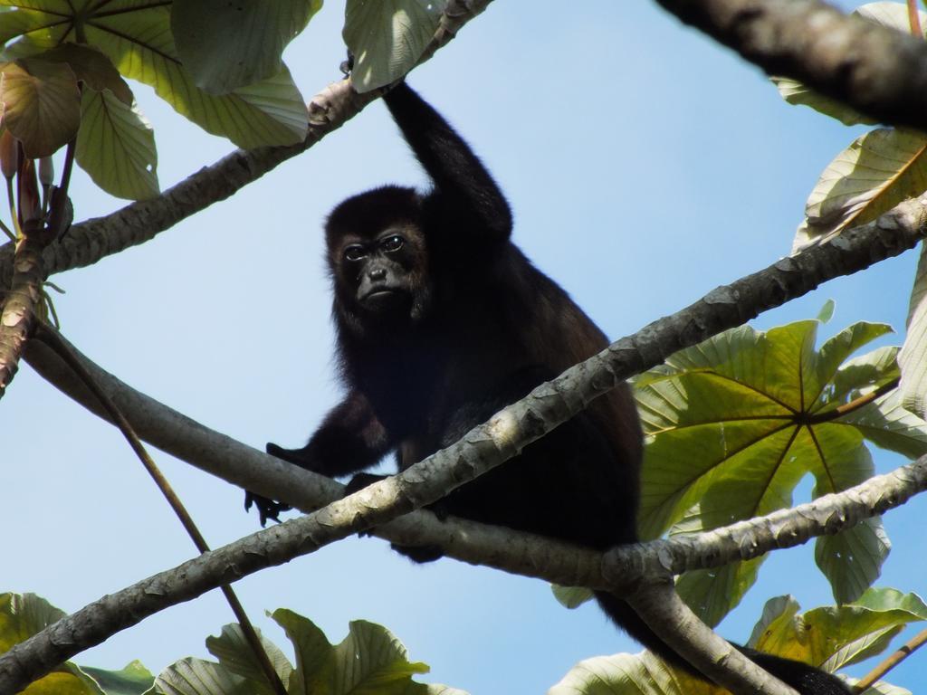 Cabinas Caribe Luna Cahuita Dış mekan fotoğraf