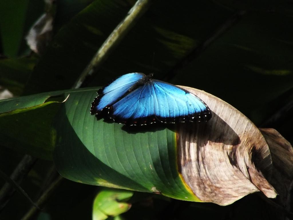 Cabinas Caribe Luna Cahuita Dış mekan fotoğraf