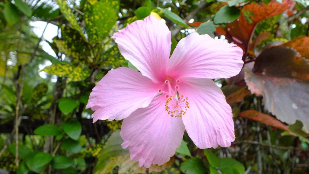 Cabinas Caribe Luna Cahuita Dış mekan fotoğraf