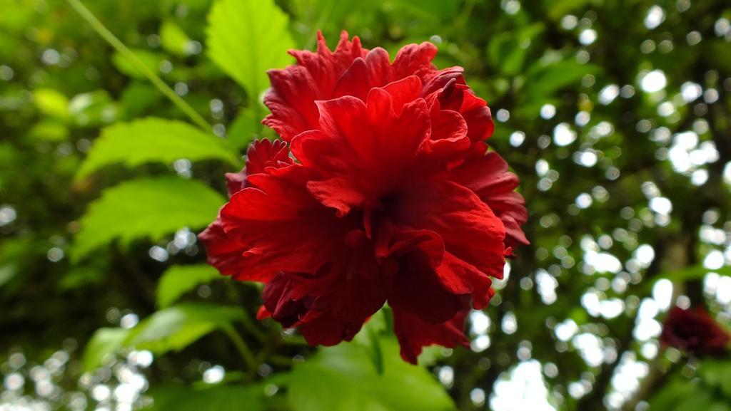 Cabinas Caribe Luna Cahuita Dış mekan fotoğraf