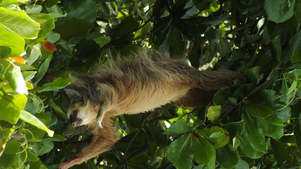 Cabinas Caribe Luna Cahuita Dış mekan fotoğraf