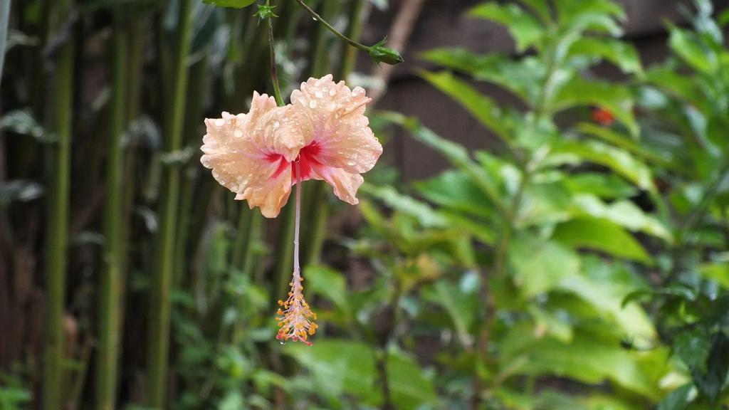 Cabinas Caribe Luna Cahuita Dış mekan fotoğraf