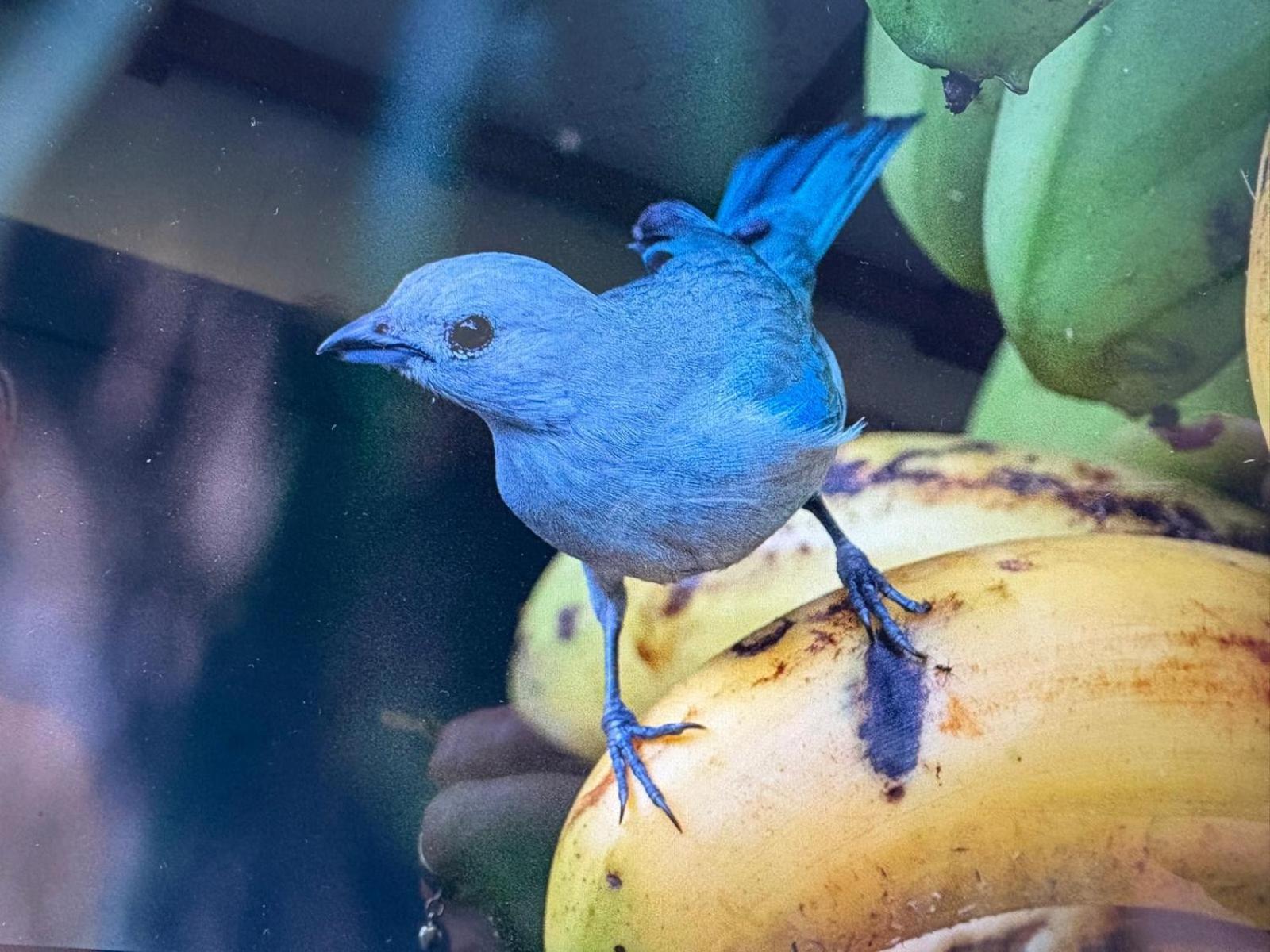 Cabinas Caribe Luna Cahuita Dış mekan fotoğraf