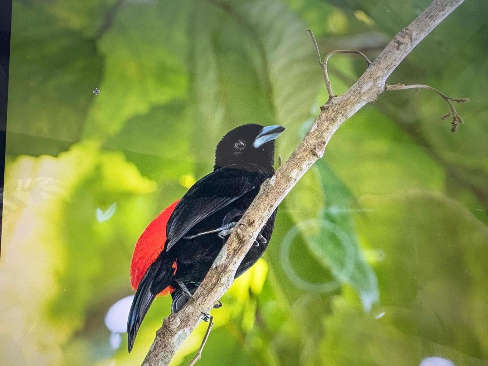 Cabinas Caribe Luna Cahuita Dış mekan fotoğraf