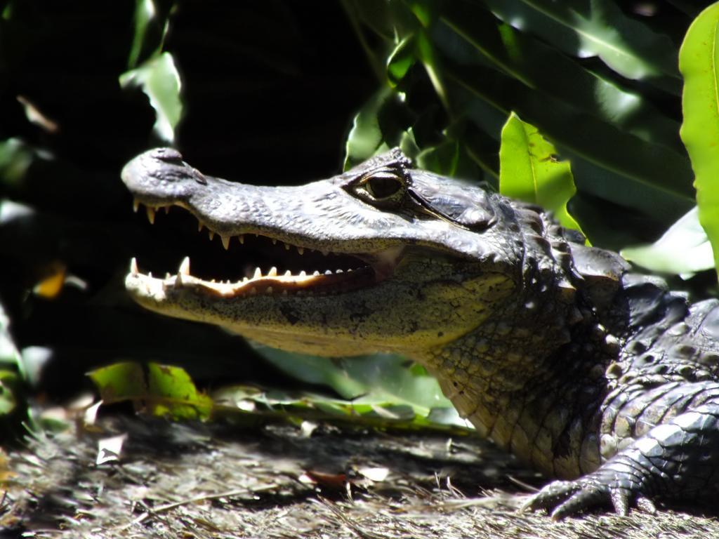 Cabinas Caribe Luna Cahuita Dış mekan fotoğraf