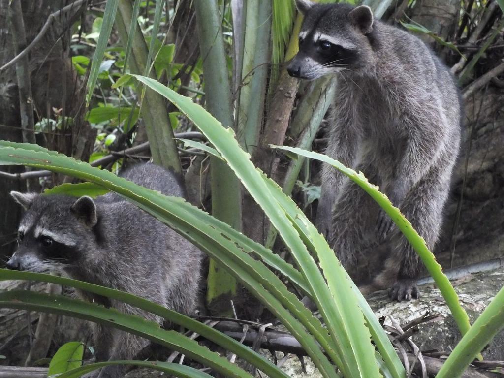 Cabinas Caribe Luna Cahuita Dış mekan fotoğraf